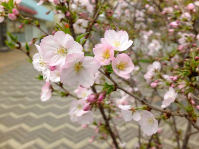 花のある街荏田近隣センター
