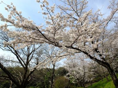 鴨池公園（染井吉野）
