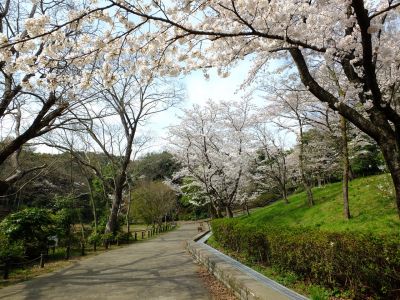 鴨池公園（染井吉野）
