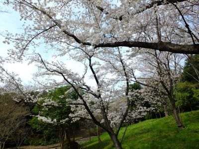 鴨池公園（染井吉野）
