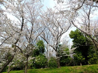 鴨池公園（染井吉野）
