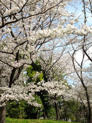 鴨池公園（染井吉野）
