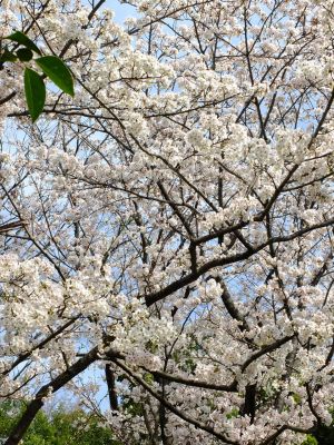 鴨池公園（染井吉野）
