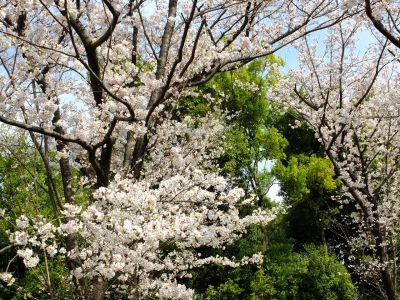 鴨池公園（染井吉野）
