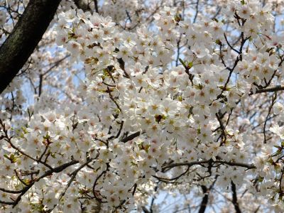 鴨池公園（染井吉野）
