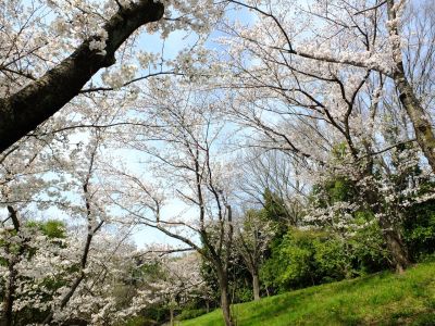 鴨池公園（染井吉野）
