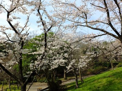 鴨池公園（染井吉野）
