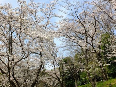鴨池公園（染井吉野）
