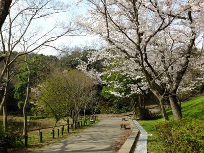鴨池公園（染井吉野）
