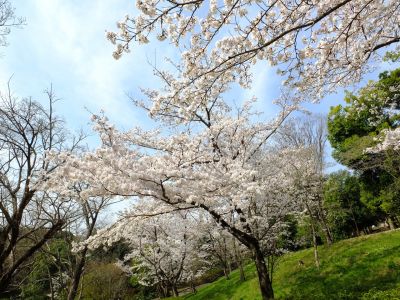 鴨池公園（染井吉野）
