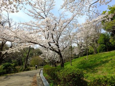 鴨池公園（染井吉野）
