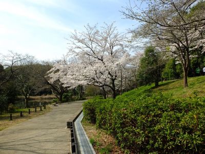 鴨池公園（染井吉野）
