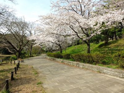 鴨池公園（染井吉野）

