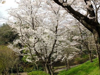鴨池公園（染井吉野）
