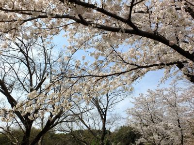 鴨池公園（染井吉野）
