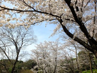 鴨池公園（染井吉野）
