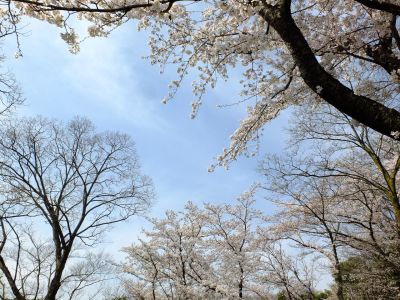 鴨池公園（染井吉野）
