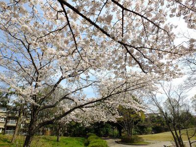 鴨池公園（染井吉野）
