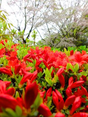 鴨池公園（つつじ）

