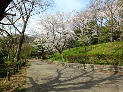 鴨池公園（染井吉野）

