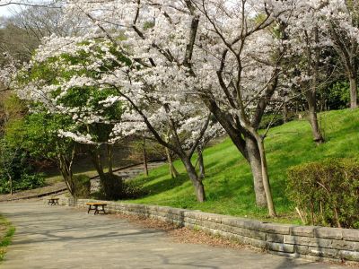 鴨池公園（染井吉野）
