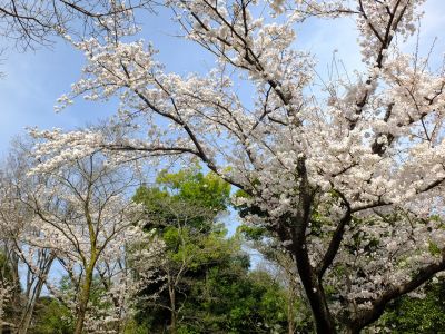 鴨池公園（染井吉野）
