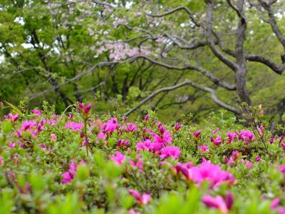 鴨池公園（つつじ）
