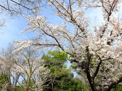 鴨池公園（染井吉野）
