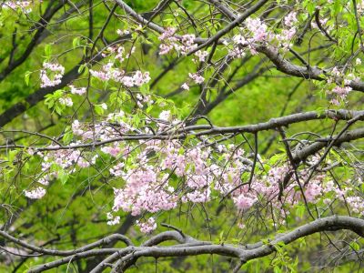 鴨池公園（垂れ桜）
