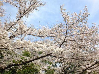 鴨池公園（染井吉野）
