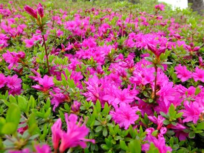 鴨池公園（つつじ）
