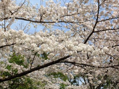 鴨池公園（染井吉野）
