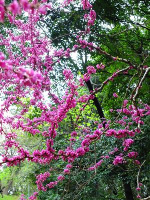 鴨池公園（おもと）
