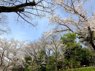 鴨池公園（染井吉野）
