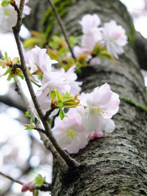 鴨池公園（八重桜）
