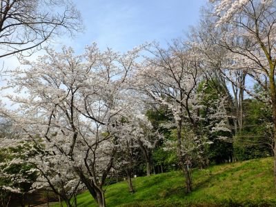 鴨池公園（染井吉野）
