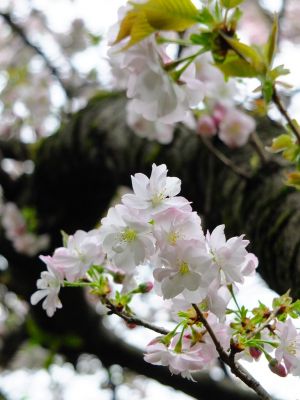 鴨池公園（八重桜）
