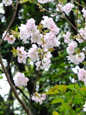 鴨池公園（八重桜）
