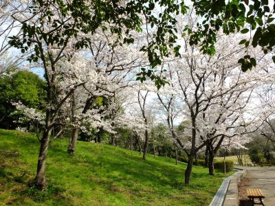 鴨池公園（染井吉野）
