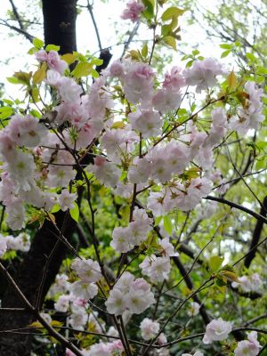 鴨池公園（八重桜）
