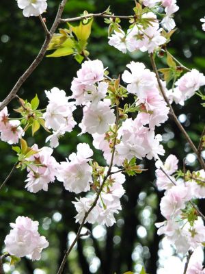 鴨池公園（八重桜）
