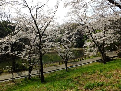 鴨池公園（染井吉野）
