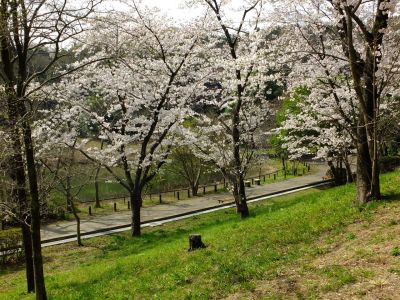 鴨池公園（染井吉野）
