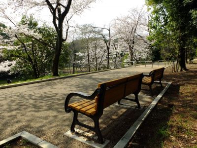 鴨池公園（染井吉野）

