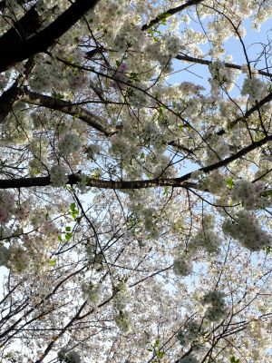 やきが丘緑地のおおしまざくら
