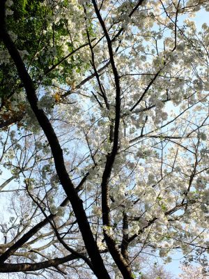 やきが丘緑地のおおしまざくら
