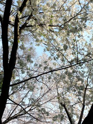 やきが丘緑地のおおしまざくら
