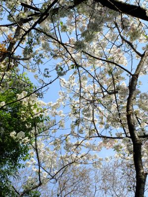 やきが丘緑地のおおしまざくら
