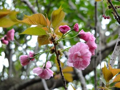 ささぶねの道（八重桜）
