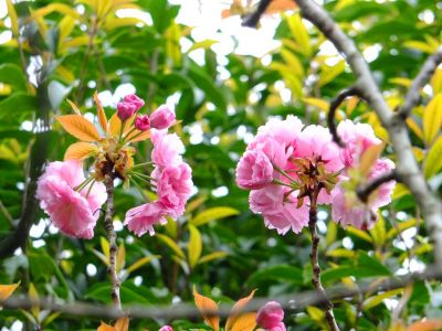 ささぶねの道（八重桜）
